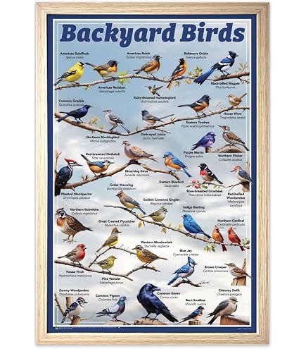 Amazon.com: Where's Wildlife Backyard Birds of Delaware
